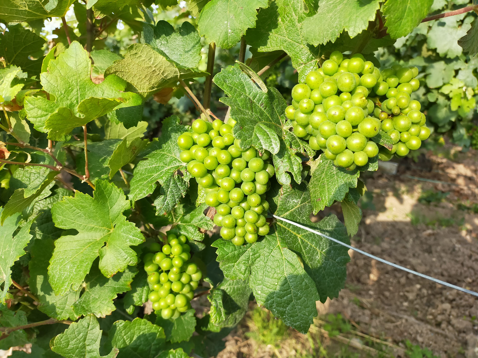 Vignoble du Berry